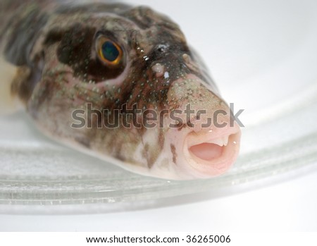 Head of predatory fish with a teeth on a transparent plate