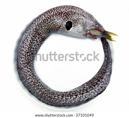 Eel Eating