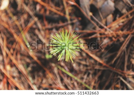 new born green small pine tree seedling in forest with dirt clay background