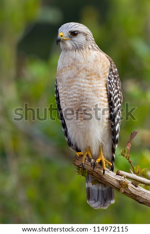 Red-shouldered Hawk sitting on a tree - Buteo lineatus