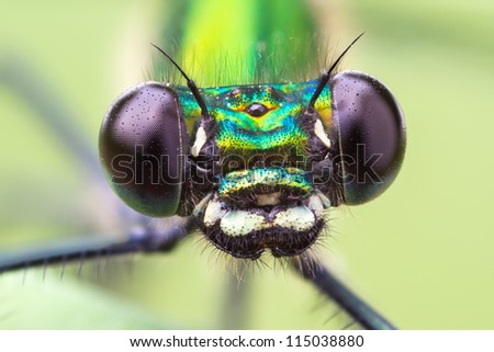 Macro frontal portrait shot of a Banded Demoiselle Dragonfly black eyes Calopteryx splendens