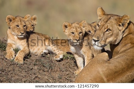 Lion cubs (babys) and Mama in Africa