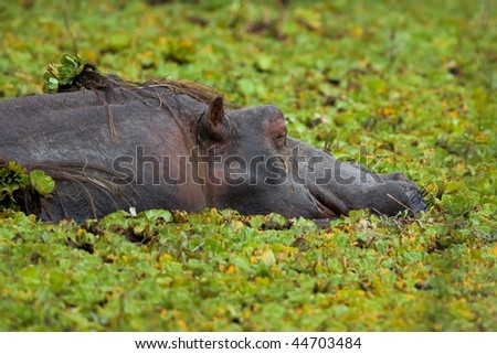 A Hippo in the middle of water lilies