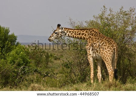masai giraffe is eating and shows its tongue