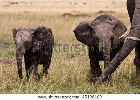 two young elephants and its mama