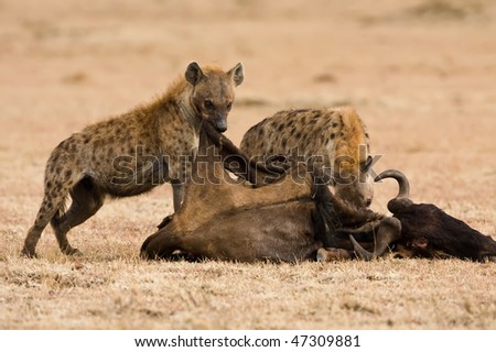 Hyena Eating