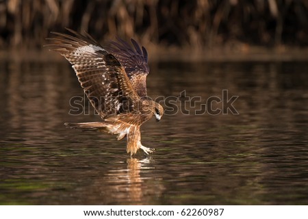 Eagle attacking a fish in the mangroves