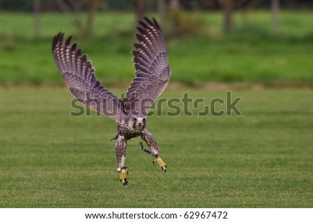 flying hawk frontal in the green