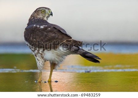 sharp-shinned hawk in a green wet spot watching back