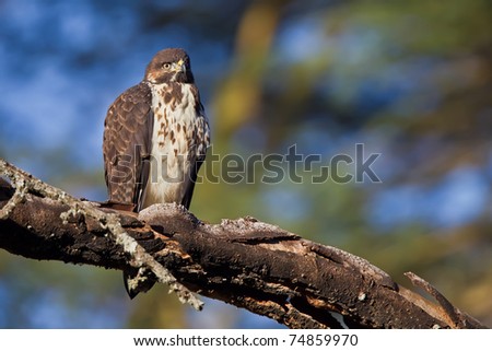 augur buzzard sitting in the tree - africa in the morning light - Buteo augur