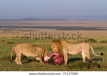 Two wild lion feeding at a kill in the morning light - keny masai mara