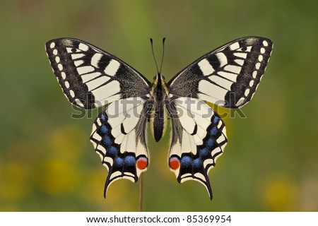 Machaon wings Wings  Butterfly make Big   Oben Photo With to  Papilio  Stock butterfly big how 85369954