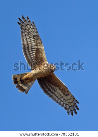 Hen Harrier flying at the blue sky - Circus cyaneus