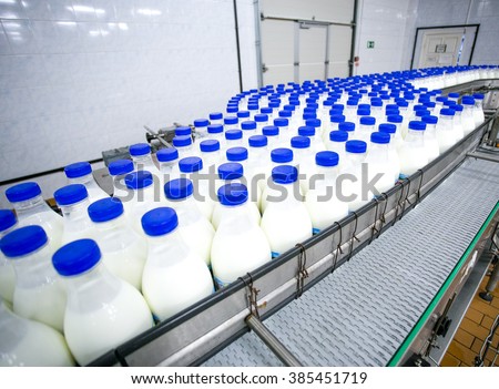 Dairy plant, conveyor with milk  bottles