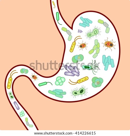 Bacteria in Stomach
