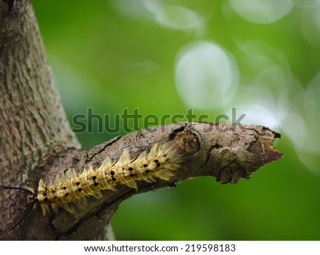 Closeup Picture of Caterpillar