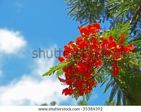 This is the flower of Delonix regia Tree(phoenix flower).It is the city flower of Tainan City which is located in the southwestern plain of Taiwan.