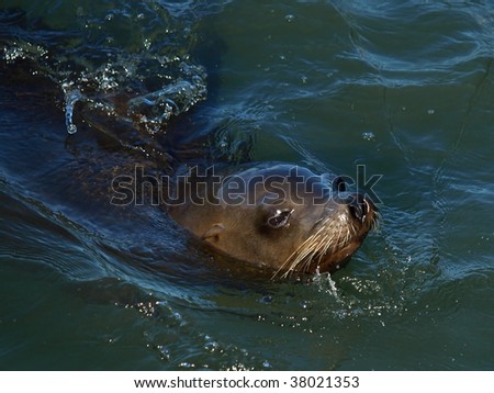 This is a swimming sea lion.