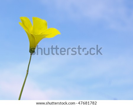 Low Saturation Background Picture of Yellow Flower