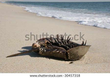 horseshoe crab. stock photo : Horseshoe crab