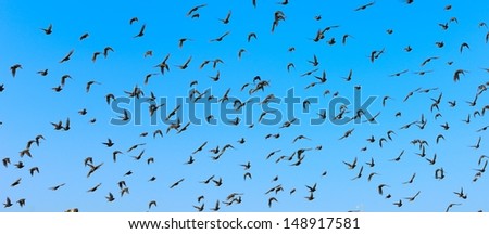 Big flock of flying birds with blue sky.