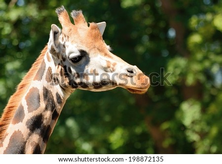 Closeup shot of the cute giraffe head.