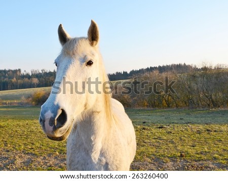 Wide angle shot of the beautiful white horse during sunset. Horse is standing in a pasture. Behind the horse is forest and bushes.