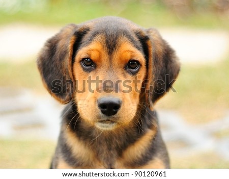 Portrait image of small black beagle.