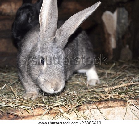 Grey young rabbit in rabbit hutch.