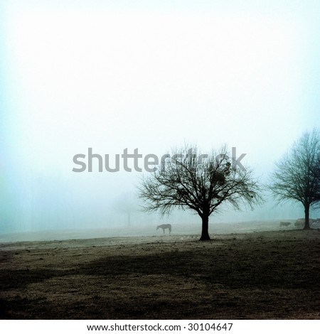 Trees in a field with a horse in the distant fog.