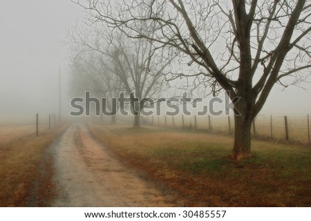 Driveway lined with trees in the fog.