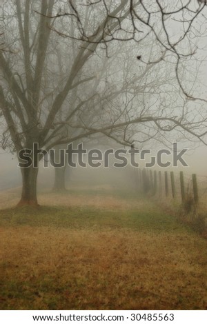 Foggy path made by trees and a fence.
