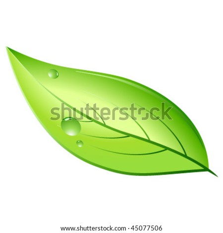 Natural Leaf