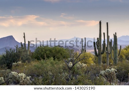 Arizona Desert Sunset in Tucson, Arizona