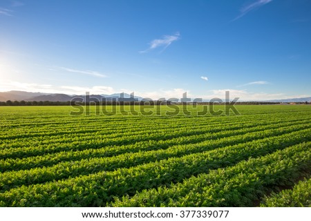 Organic Farm Land Crops In California\
Blue skies, palm trees, multiple layers of mountains add to this organic and fertile farm land in California.