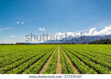Fertile Agricultural Field of Organic Crops in California\
Organic Crops Grow on Fertile Farm Field in California. Vegetables in a row, clear skies and mountains in the background.