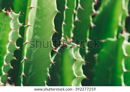 Green Cactus closeup. Green San Pedro Cactus, thorny fast growing hexagonal shape Cacti perfectly close captured in the desert.