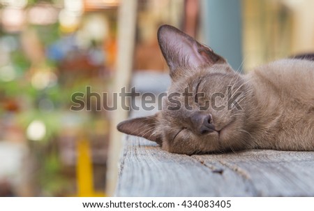 Cute cat, cat lying on the wooden floor in the background blurred close up playful cats, cats, cats, cats relaxing vacation.