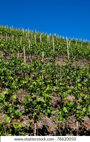 vineyards in germany