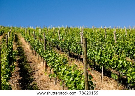 vineyards in germany
