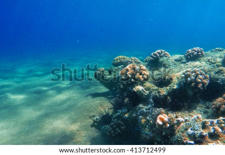 Deep sea and coral reef, coral reef animals, fresh corals at the bottom of the sea, sea ecosystem, coral reef life, colorful corals, yellow corals, green corals, sea landscape, oceanic landscape