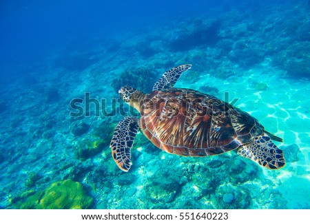 Sea turtle in water. Wild turtle swimming underwater in blue tropical sea. Undersea photo with tortoise. Sea turtle in wild nature. Snorkeling in tropic lagoon. Exotic island seashore with animal