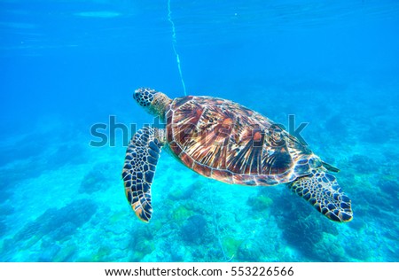 Sea turtle in turquoise blue water. Snorkeling or diving with tortoise. Wild green turtle in tropical lagoon. Sea environment with animals and seaweeds. Oceanic ecosystem. Vibrant turquoise blue water