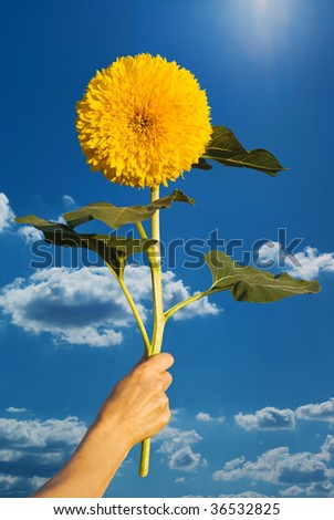 sunflower in a hand on sky background