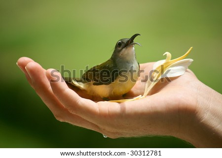 Honey-eater Bird in cupped hand with flower