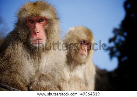 Two adult Japanese Macaque snow monkeys sitting together with blue sky and trees in background