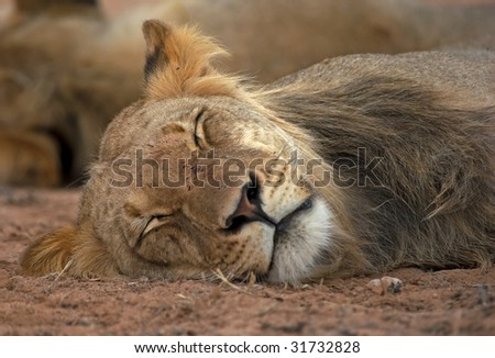 Lion sleeping.