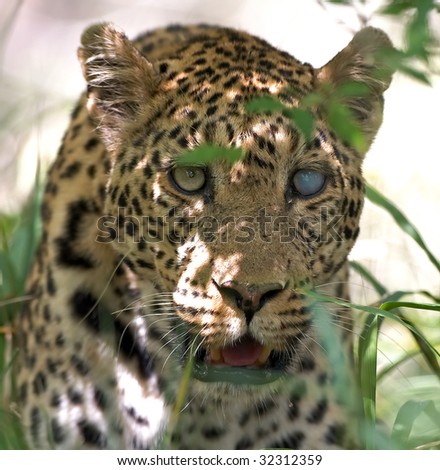 Leopard with blind eye