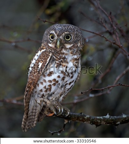 stock photo : Pearl-spotted owlet