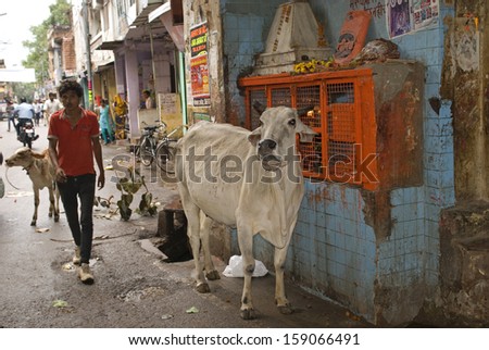 ALWAR, INDIA - OCTOBER 11: Holy cow on October 11, 2013 in Alwar, India. Cows are holy animals in Hinduism, so they can roam free on Indian streets. People respect and take care of them.